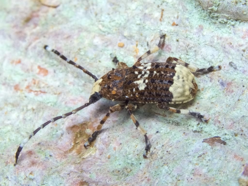 Platystomos albinus (Linnaeus, 1758)